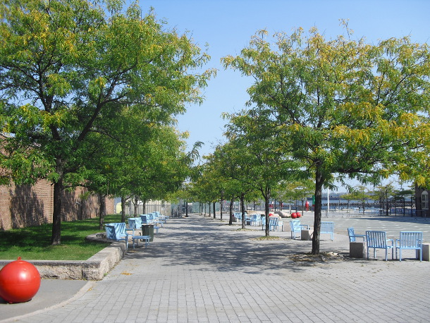 Trees in open soil (l) fare better than trees in structural soil (r) 开放土壤中的树木(l)比结构土壤中的树木(r)生长得更好