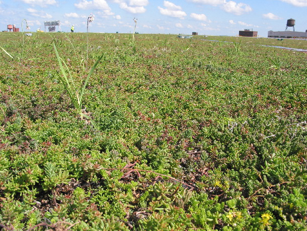 Target Center green roof - close up 目标中心绿色屋顶-靠近