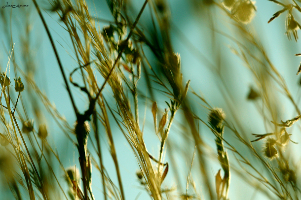 Flickr来源:João Loureiro