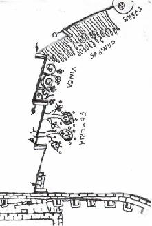 坎特伯雷花园的果园和葡萄园特写(图片来自http://wyrtig.com/EarlyGardens/British/EarlyBritishGardens/MonasteryGardens/Canterbury/Canterbury1165.htm)