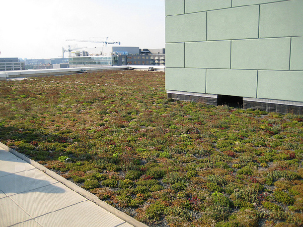 绿色屋顶——华盛顿特区