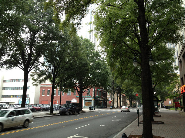 北卡罗来纳州夏洛特市悬挂人行道上的28年树龄的树木