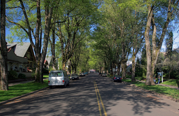 俄勒冈州波特兰的行道树。影片来源:Joel Mann
