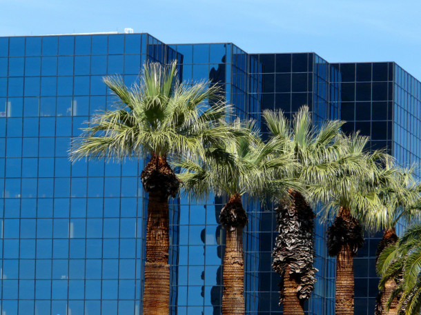 亚利桑那州凤凰城的城市棕榈树。Flickr图片来源:海龟