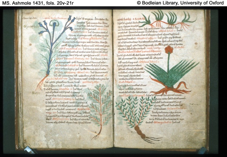 摘自一本来自坎特伯雷圣奥古斯丁修道院的植物画册(图片来自blog.metmuseum.org)