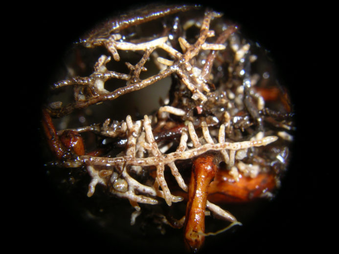 Mycorrhizae_Julia麦迪森