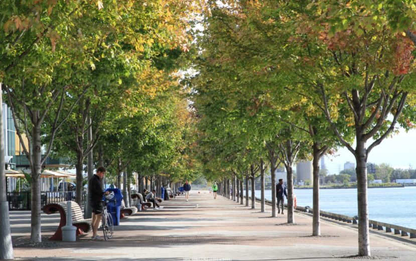 树木和公共健康-海滨长廊